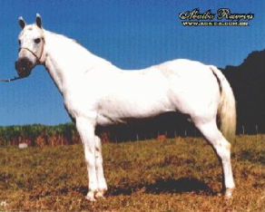 mangalarga marchador stallion